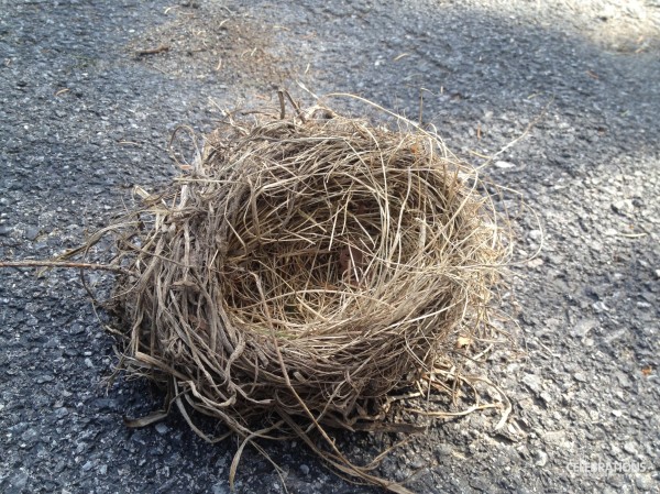 Bird's nest in driveway