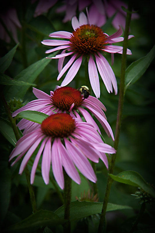 Bee on Purple Coneflower