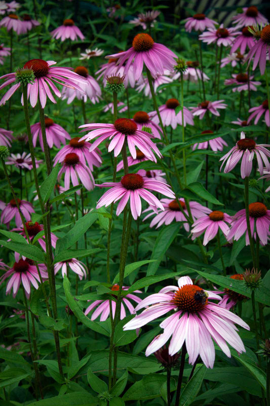 Purple Coneflowers