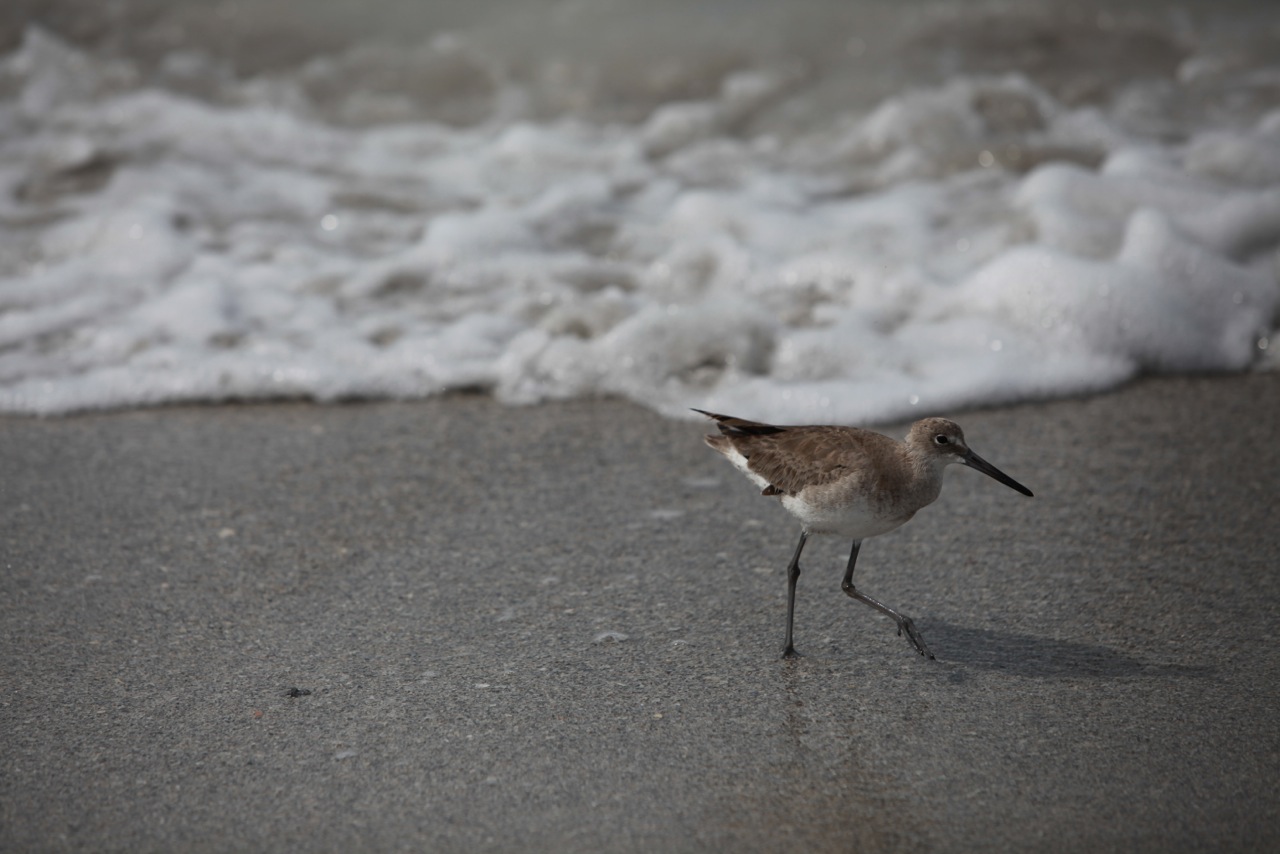 Western Willet shore bird