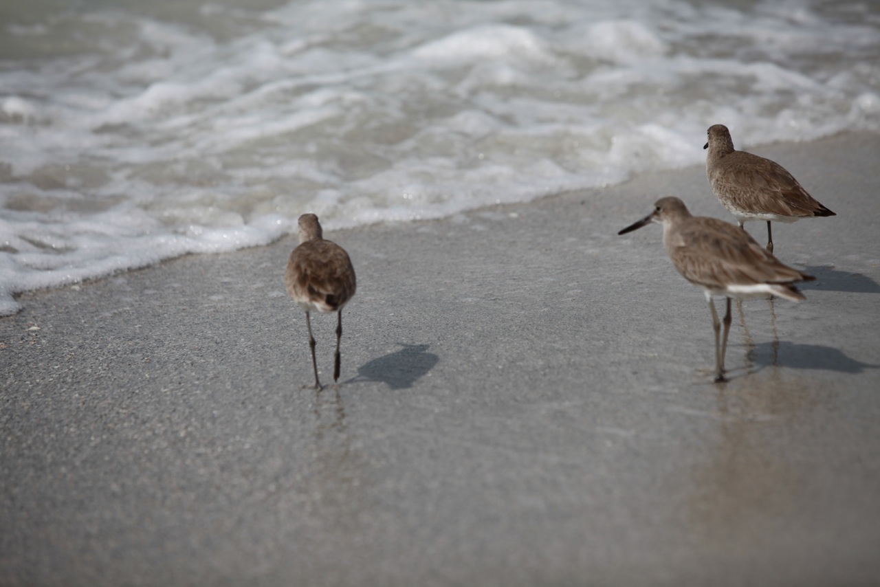 Western Willet shore bird